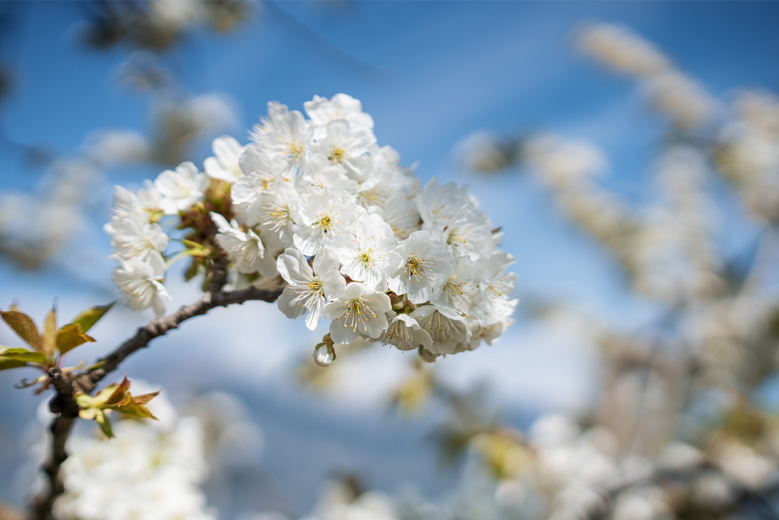 Burggräflerhof Detail 28